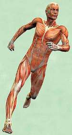 muscle man www.medicalmassage.co.za
